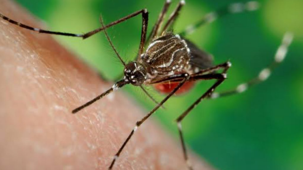 Dengue in Lucknow 